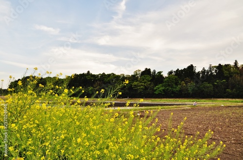 Canola flower in Hitachinaka, Ibaraki, Japan photo