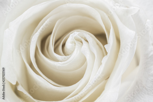 White rose close up