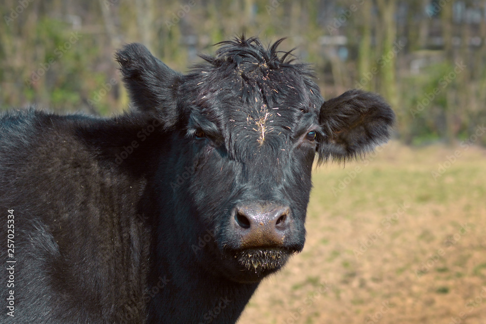 Close up of a black Aberdeen Angus cattle animal head Close up of a black Aberdeen Angus cattle animal head