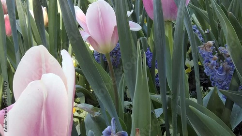 Close-up of pink tulips.
