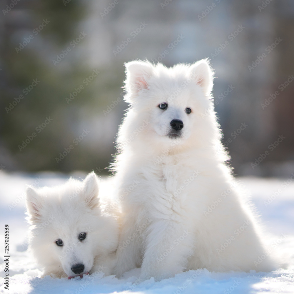 Samoyed Dog Puppies in winter