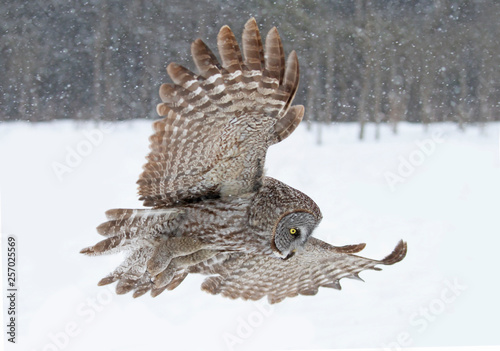 Great grey owl with wings spread out prepares to pounce on prey in winter in Canada