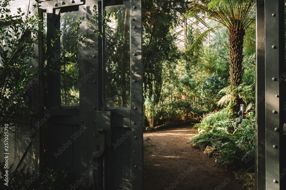 Horizontal photo of different palms in subtropical greenhouse, copy space/ footpath, exotical evergreen plants in the botanical garden, beautiful natural sunlight/ nature and ecology concept.