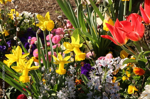 Bunter Frühlingsgarten, frühlingshafte Beet-Bepflanzung mit Narzissen, Tulpen und Gänseblümchen