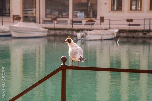 A little gull (Hydrocoloeus minutus or Larus minutus) standing on an iron railing with a canal and moored boats in the background, Peschiera del Garda, Veneto, Italy photo