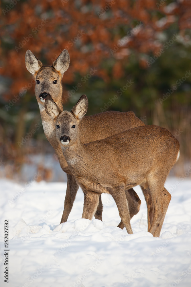 Roe deer, capreolus capreolus, family in deep snow in winter. Cute wild animals standing close together. Herd of animals enyojing their presence. Happy wildlife scenery with positive emotions. Mammals Roe deer, capreolus capreolus, family in deep snow in winter. Cute wild animals standing close together. Herd of animals enyojing their presence. Happy wildlife scenery with positive emotions. Mammals