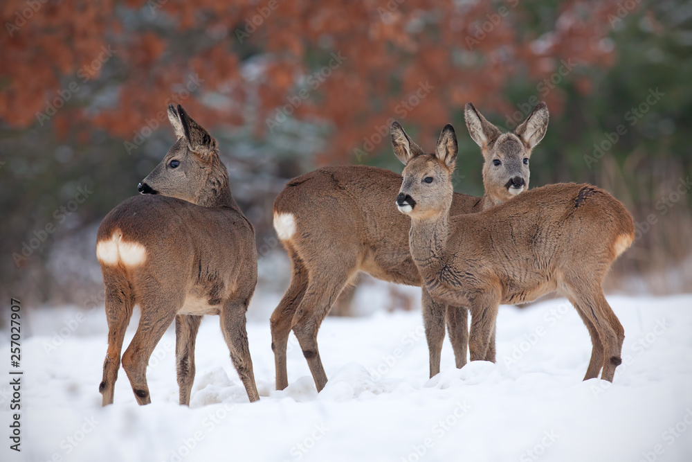 Roe deer, capreolus capreolus, herd in deep snow in winter. Group of wild animal in freezing environment. Cold wildlife scenery. Roe deer, capreolus capreolus, herd in deep snow in winter. Group of wild animal in freezing environment. Cold wildlife scenery.