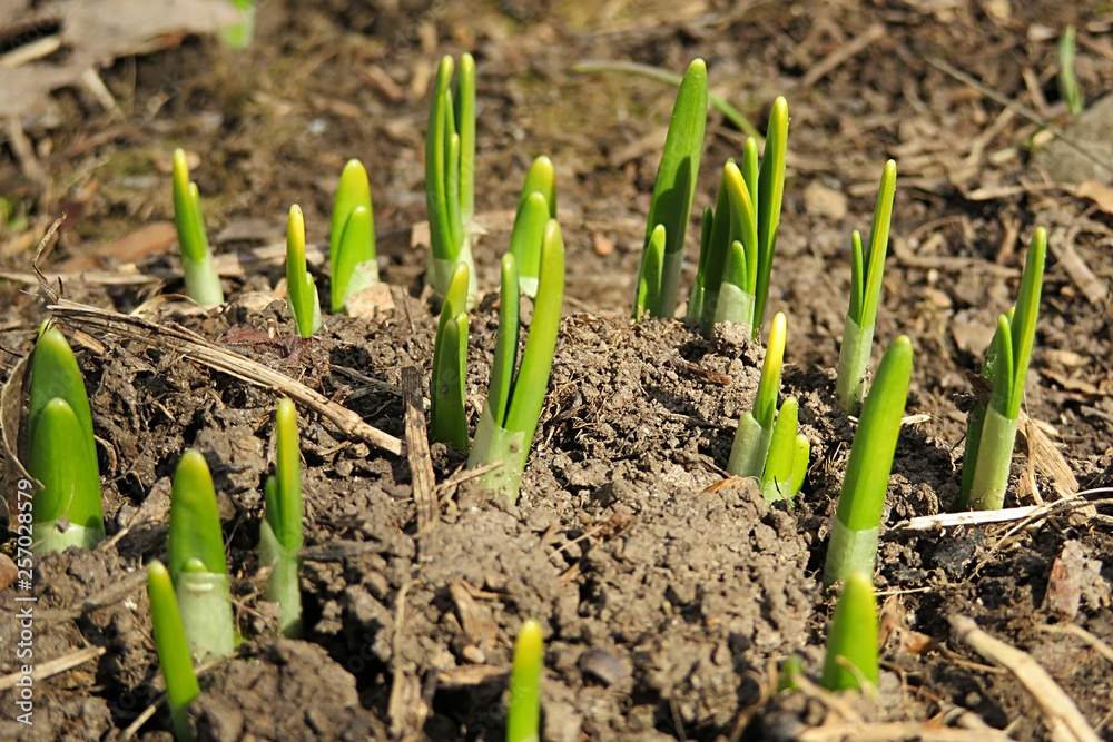 Young green shoot come out from the ground in the spring Young green shoot come out from the ground in the spring