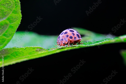 Epilachna vigintioctopunctata on plant photo