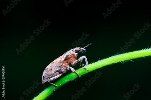 weevil on plant