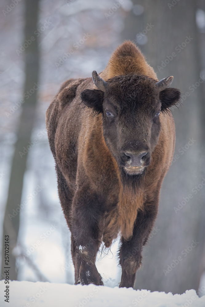 European bison, bison bonasus, in the forest with snow. Young wisnet in winter. Wildlife scenery in cold weather. European bison, bison bonasus, in the forest with snow. Young wisnet in winter. Wildlife scenery in cold weather.