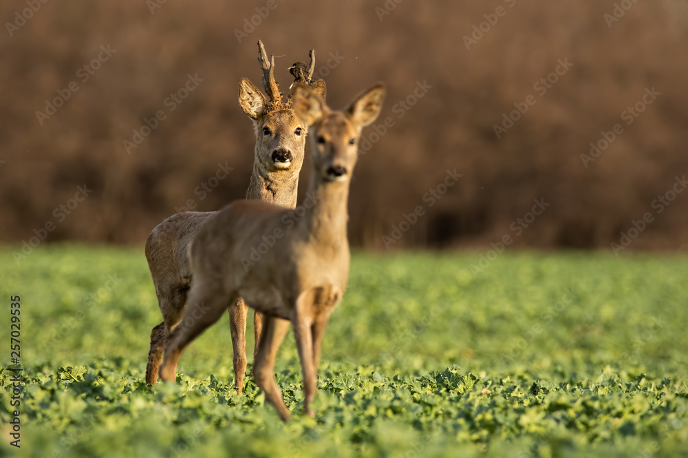 Roe deer, capreolus capreolus, couple at sunset in spring. Male and ...