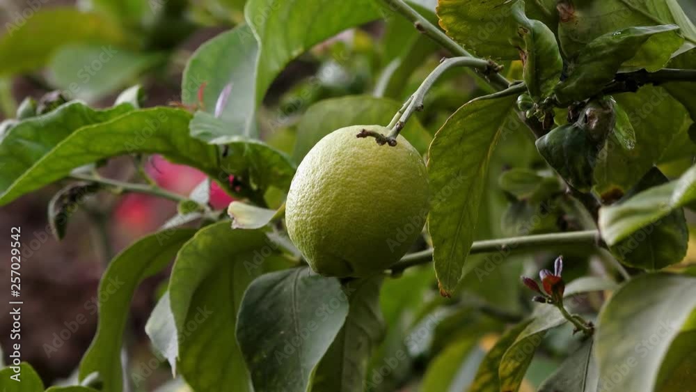 Yellow lemons on the tree in the garden Yellow lemons on the tree in the garden
