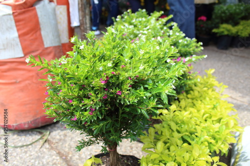 Arbusto verde para decorar espacios públicos, jardines, hogares, oficinas