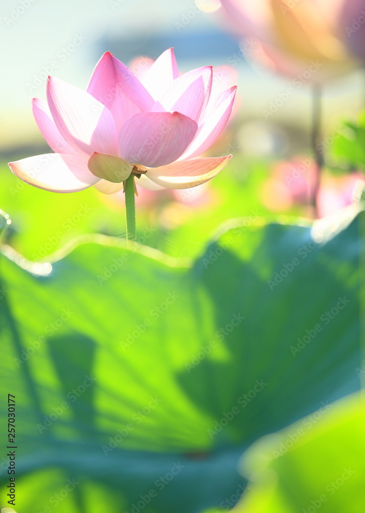 Obraz premium 花のイメージ写真