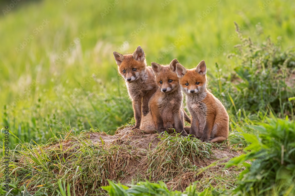 Red fox, vulpes vulpes, small young cubs near den curiously weatching around. Cute little wild predators in natural environment. Brotherhood of animlas in wilderness.