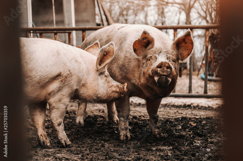 фотографія Two grown dirty pigs standing in the mud in cote.