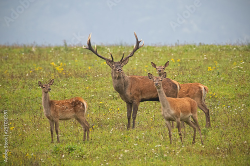 Herd of red deer, cervus elaphus, in rutting season. Wild animals in wilderness. Group of mammals in nature with green blurred background. Male and females, love concept.