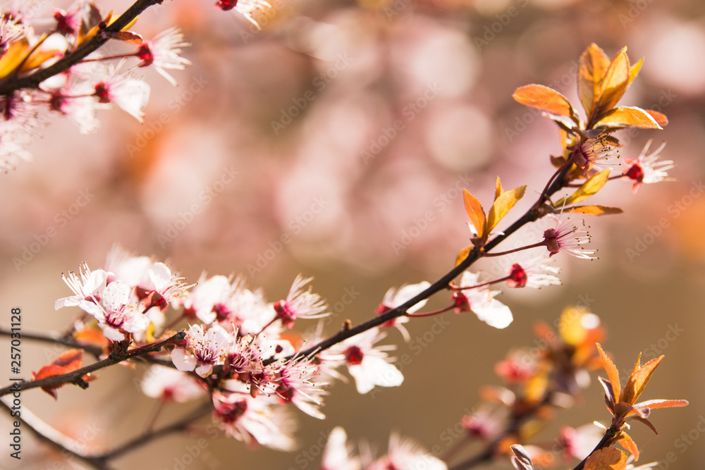 Branch of blossom at the spring morning Branch of blossom at the spring morning