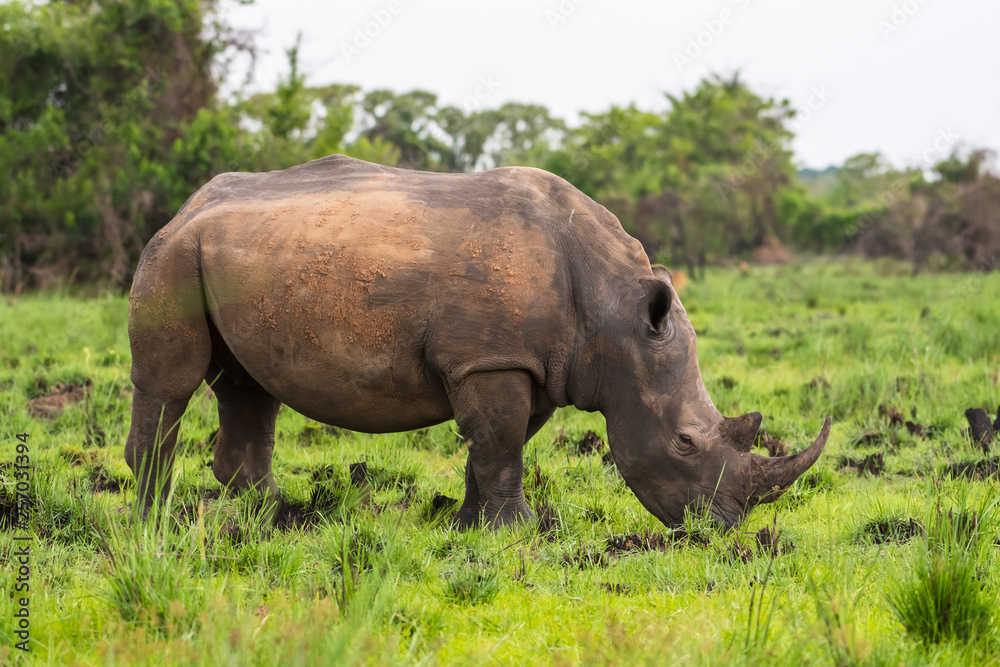 White rhinoceros (Ceratotherium simum) with calf in natural habitat, South Africa