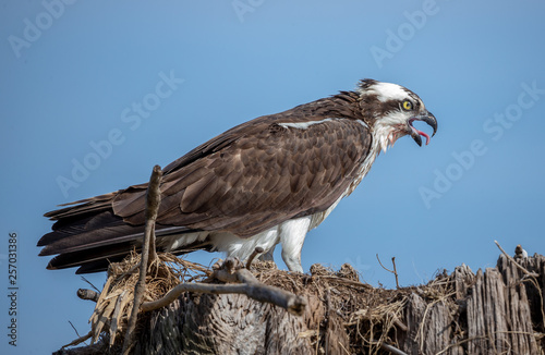 Osprey