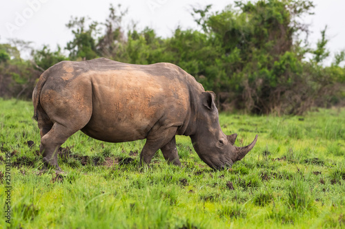 White rhinoceros  Ceratotherium simum  with calf in natural habitat  South Africa