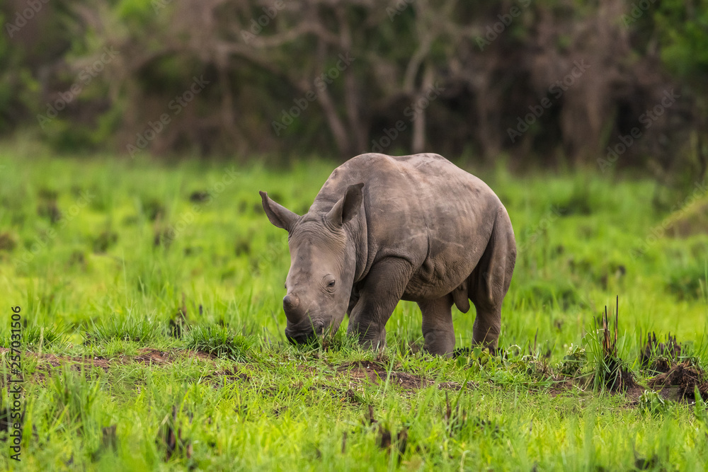 Obraz premium White rhinoceros (Ceratotherium simum) with calf in natural habitat, South Africa