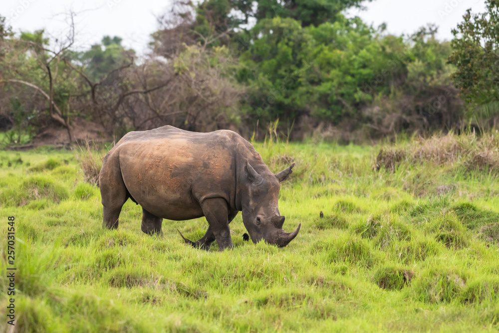 White rhinoceros (Ceratotherium simum) with calf in natural habitat, South Africa White rhinoceros (Ceratotherium simum) with calf in natural habitat, South Africa