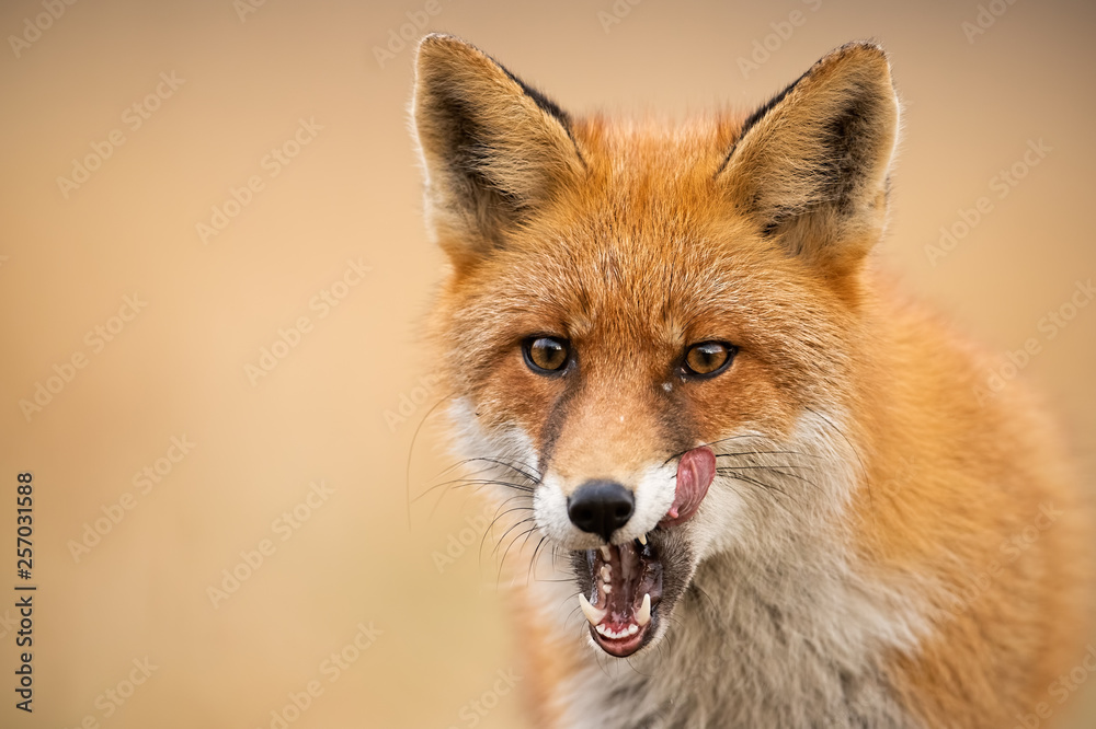 Fototapeta premium Close-up of head of a red fox, vulpes vulpes, looking straight to the camera licking lips. Detail of predator staring forward looking for a prey. Wildlife scenery in autumn with orange vivid colors.