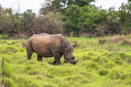 White rhinoceros  Ceratotherium simum  with calf in natural habitat  South Africa