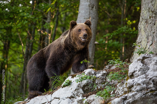 Dominant brown bear, ursus arctos standing on a rock in forest. Massive male mammal in woods. Dangerous animal.