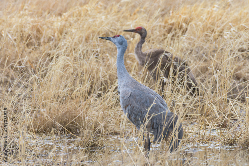 Migrating Greater Sandhill Cranes in Monte Vista, Colorado Migrating Greater Sandhill Cranes in Monte Vista, Colorado