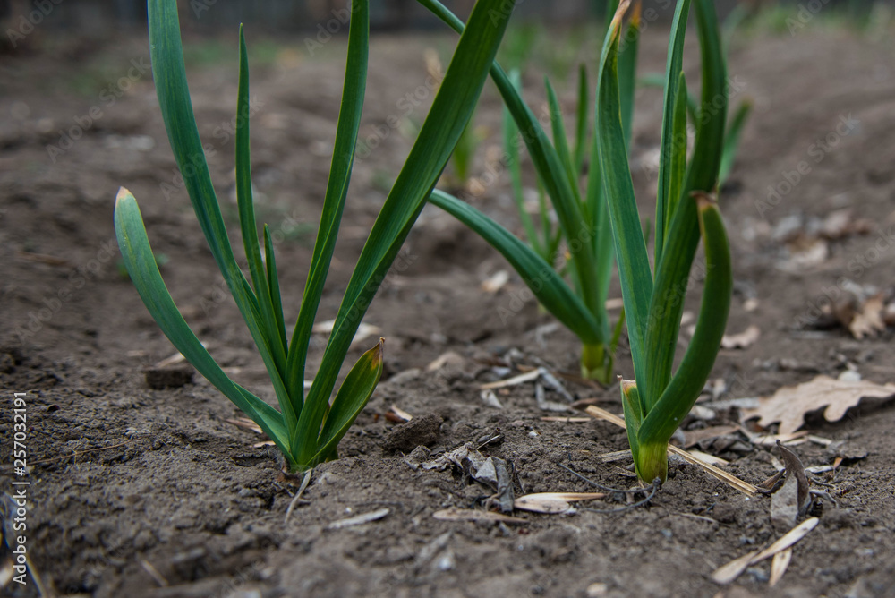 Young green shoots of garlic. Green feathers of garlic in the garden Young green shoots of garlic. Green feathers of garlic in the garden