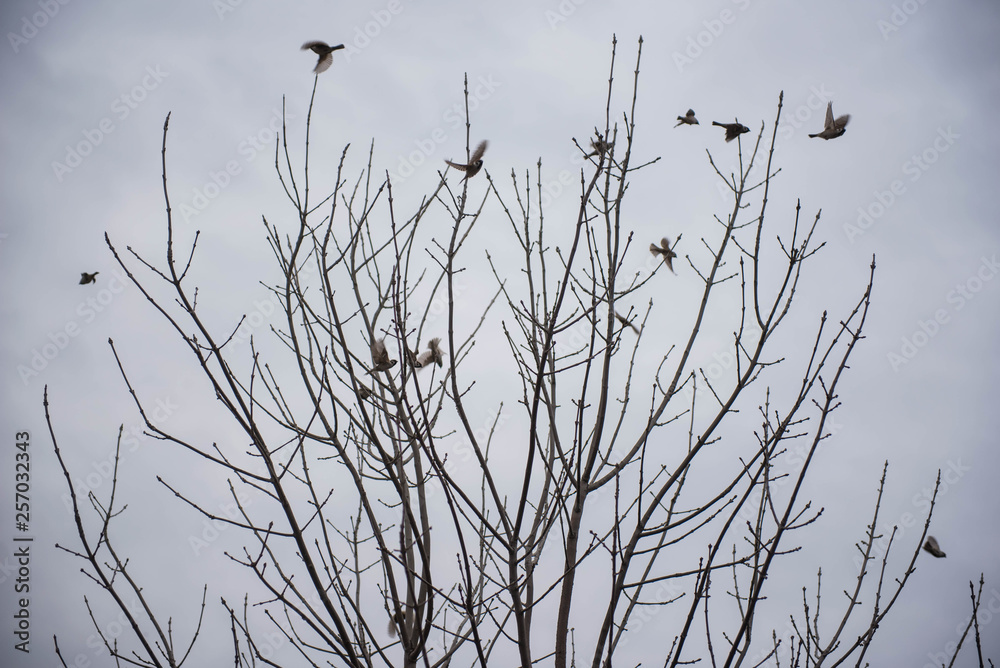 Obraz premium Birds take off from the tree