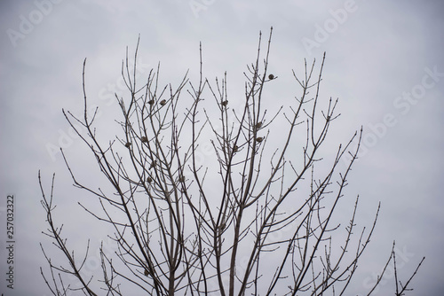 Birds are sitting on the branches of a tree