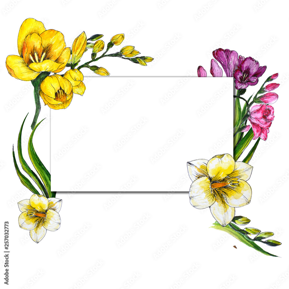 freesia watercolor illustration flower color
