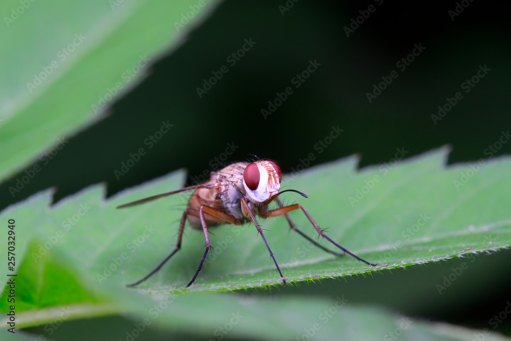 Naklejka premium Prosena siberita on plant