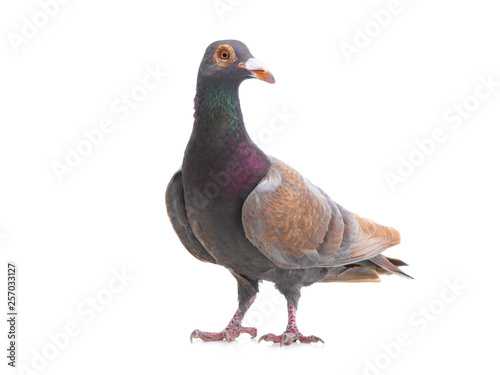 pigeon dragon isolated