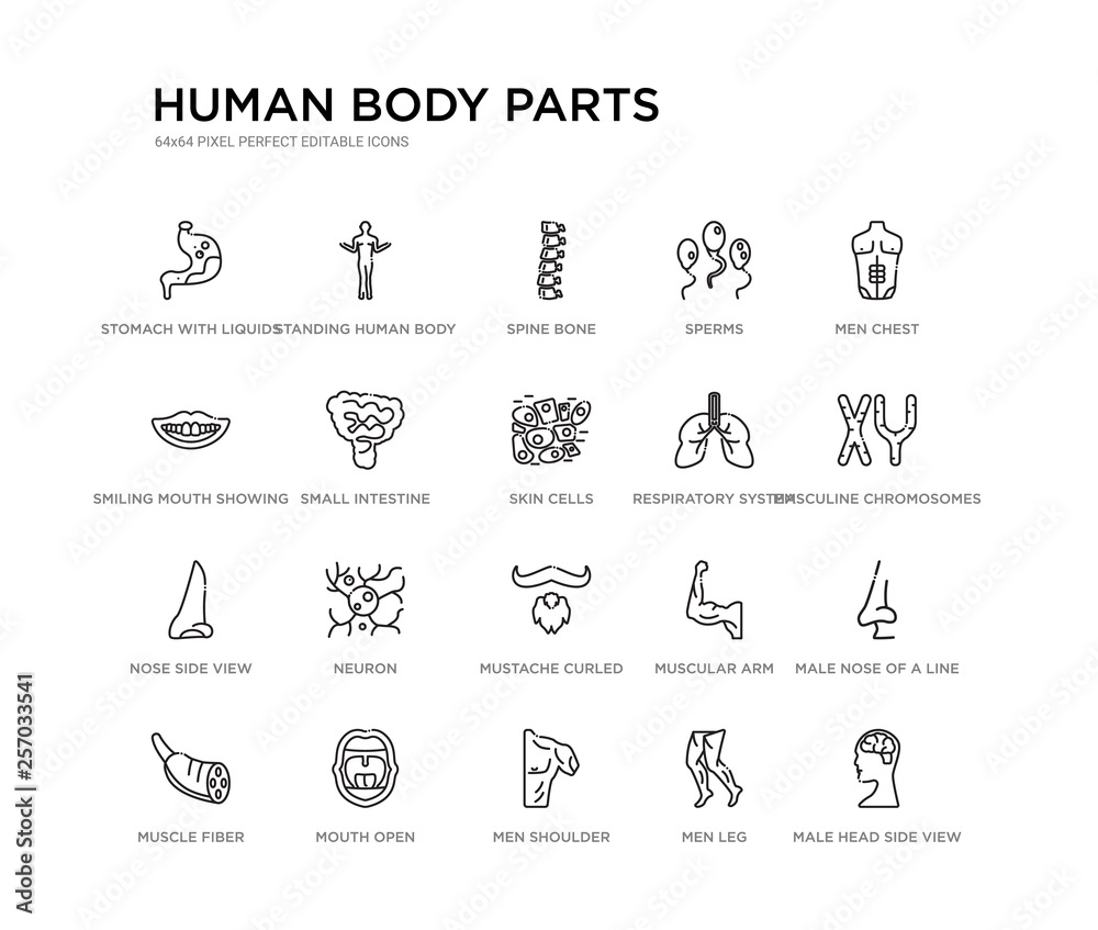 set of 20 line icons such as mustache curled tip variant, neuron, nose side view, respiratory system, skin cells, small intestine, smiling mouth showing teeth, sperms, spine bone, standing human