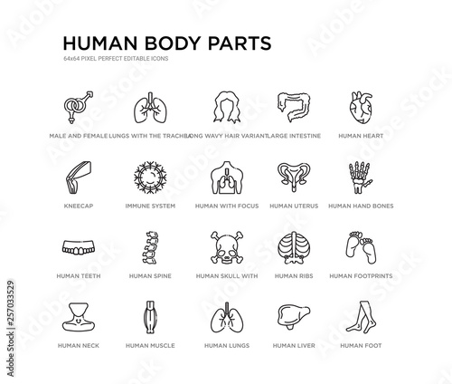 set of 20 line icons such as human skull with crossed bones, human spine, human teeth, uterus, with focus on the lungs, immune system, kneecap, large intestine, long wavy hair variant, lungs with