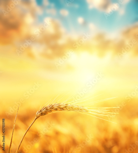 golden color harvest on field and orange sunset in clouds. soft focus