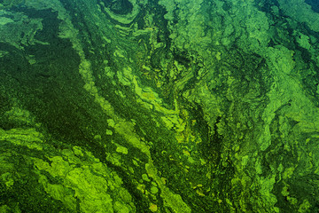 green algae on the surface of the water. flowering water as background or texture