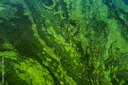 Fotomurale green algae on the surface of the water