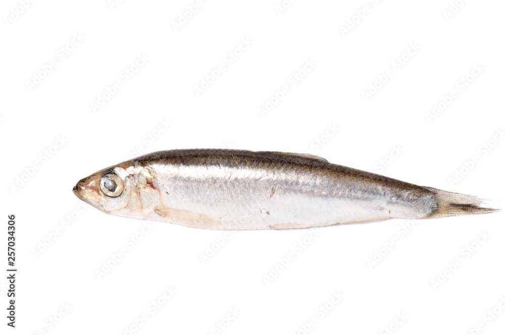 Dry fish isolated on white background. horizontal photo. Dry fish isolated on white background. horizontal photo.