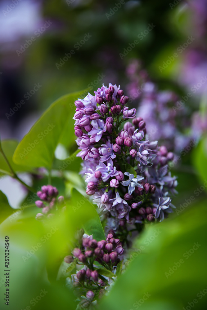 Sweet Lilac on the green background. Sweet Lilac. Lilac flowers Sweet Lilac on the green background. Sweet Lilac. Lilac flowers
