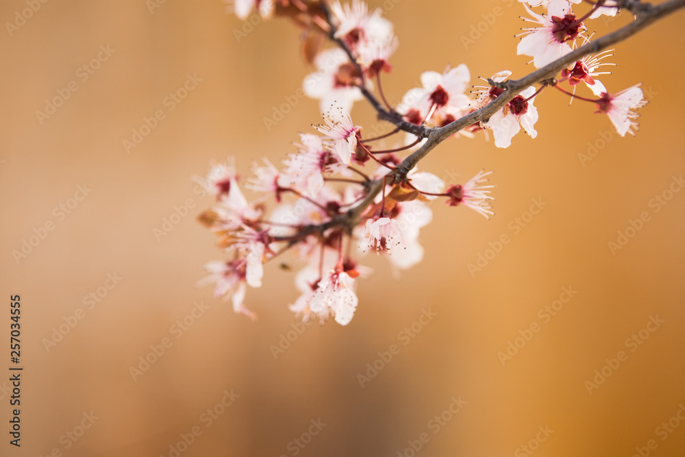 Branch of blossom at the spring morning Branch of blossom at the spring morning