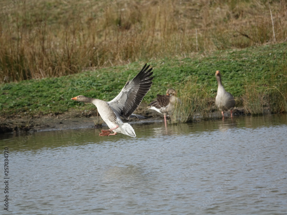 greylag goose (Anser anser) coming in to land on water