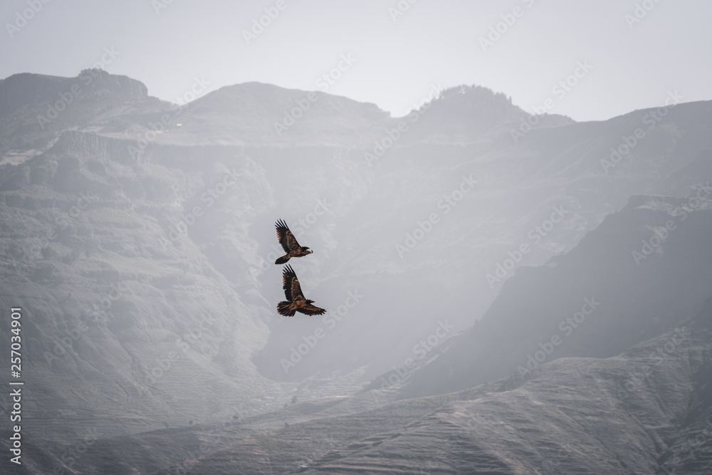 Two big birds flying in front of a beautiful mountain range in Lalibela in Ethiopia Two big birds flying in front of a beautiful mountain range in Lalibela in Ethiopia