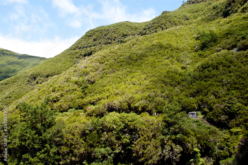 Landschaft mit Lorbeerwald auf Madeira