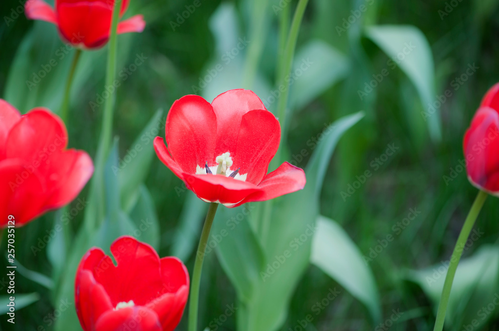Close-up of Colorful Tulip Flowers Blooming in the Park Close-up of Colorful Tulip Flowers Blooming in the Park